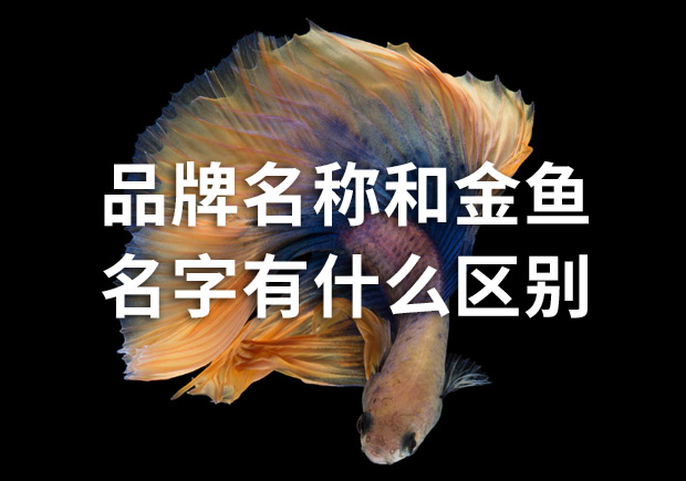 品牌命名公司：品牌名稱和金魚名字有什么區(qū)別？